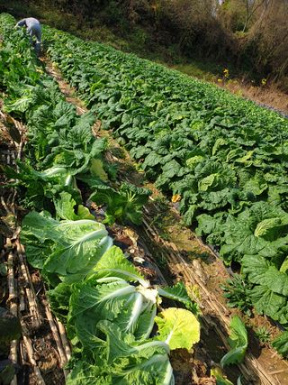 샤이니바다님의 배추 · 영농일지 작성글 사진