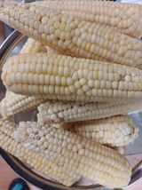 팜모닝 옥수수·자유게시판 게시글 이미지