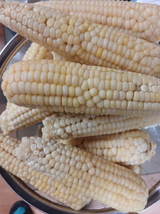 농사정보배우고싶어요님의 옥수수 · 자유게시판 작성글 사진