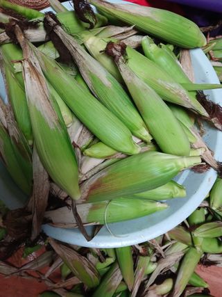 농사정보배우고싶어요님의 옥수수 · 자유게시판 작성글 사진