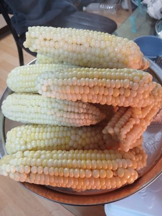 농사정보배우고싶어요님의 옥수수 · 자유게시판 작성글 사진