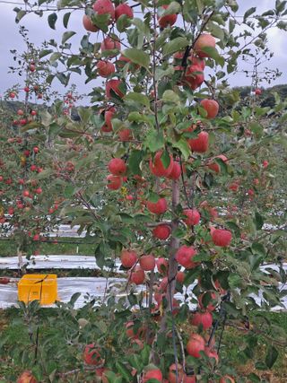 아침엔사과농원님의 사과 · 수확 작성글 사진