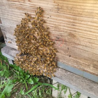 봉선이네봉장 님의 팜모닝 · 출석 작성글 사진