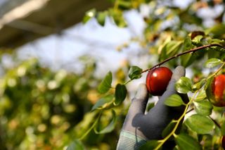 오대미 맘/대추 퀸님의 장터이야기 · 자유게시판 작성글 사진