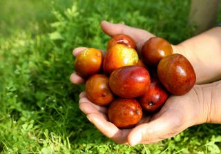 오대미 맘/대추 퀸님의 장터이야기 · 자유게시판 작성글 사진