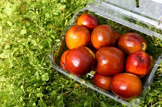 오대미 맘/대추 퀸님의 장터이야기 · 자유게시판 작성글 사진