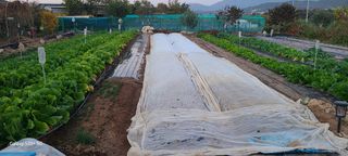 최正식(南昔)님의 콩 · 영농일지 작성글 사진