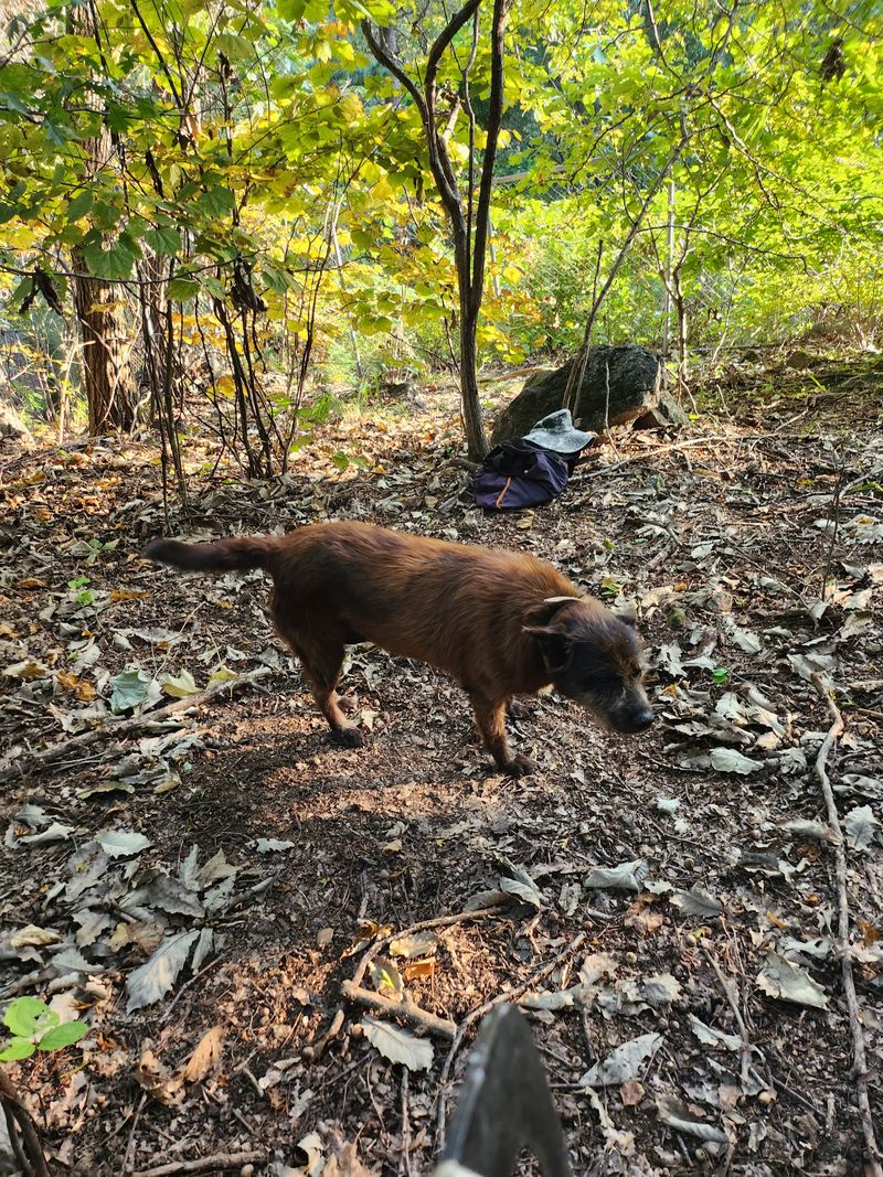 장터 상품 [도토리가루1kg] 썸네일