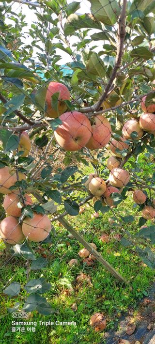 농부하니님의 사과 · 자연재해•동물피해 작성글 사진