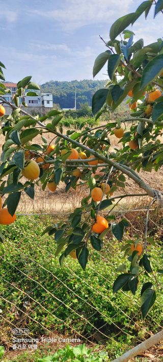 농부하니님의 사과 · 자연재해•동물피해 작성글 사진