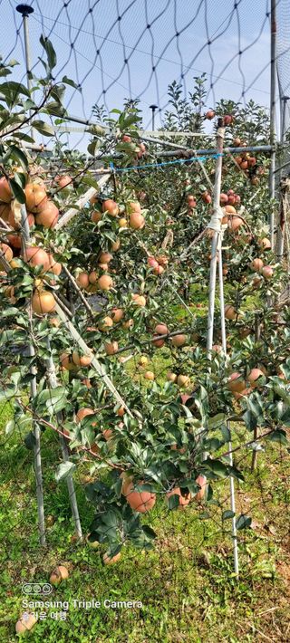 농부하니님의 사과 · 자연재해•동물피해 작성글 사진