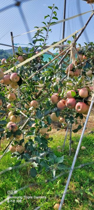 농부하니님의 사과 · 자연재해•동물피해 작성글 사진