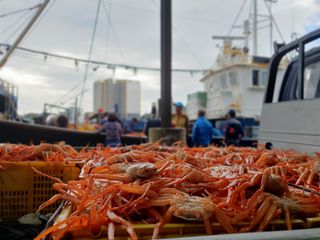 노가네수산님의 장터이야기 · 자유게시판 작성글 사진