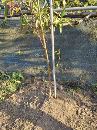 달맛햇복숭아농원님의 복숭아 · 자유게시판 작성글 사진