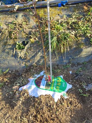 달맛햇복숭아농원님의 복숭아 · 자유게시판 작성글 사진