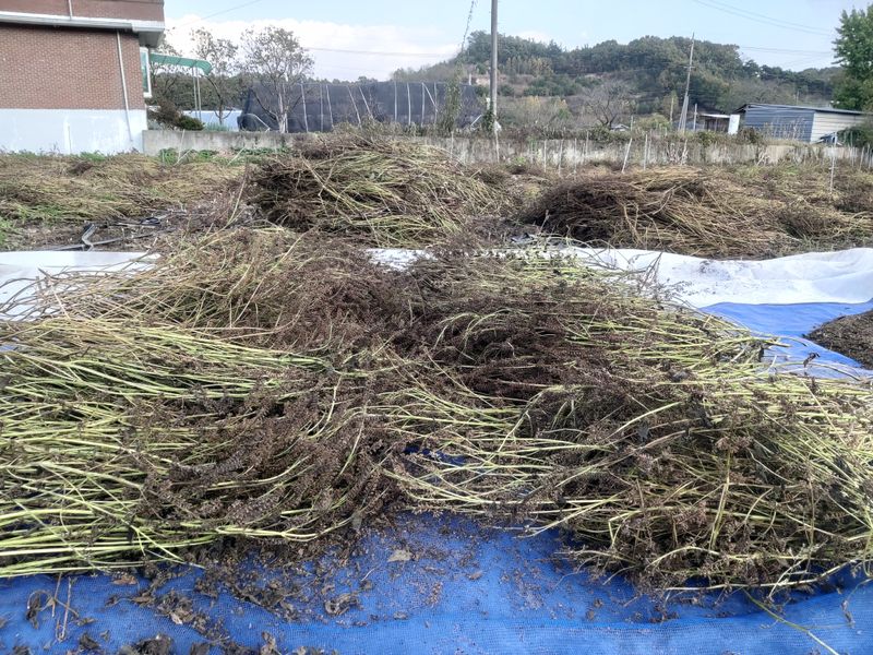 장터 상품 [들깨] 썸네일