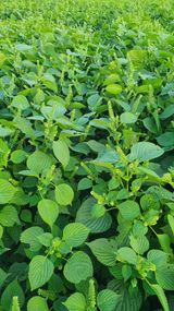 팜모닝 11월 내 작물 자랑하기·참여글 게시글 이미지