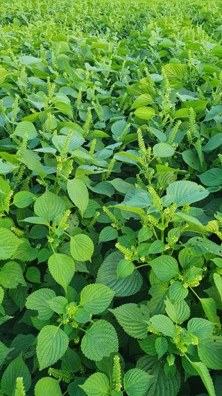 별가루상자님의 11월 내 작물 자랑하기 · 참여글 작성글 사진