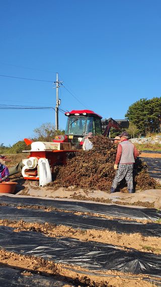 별가루상자님의 11월 내 작물 자랑하기 · 참여글 작성글 사진