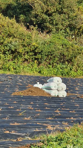 별가루상자님의 11월 내 작물 자랑하기 · 참여글 작성글 사진