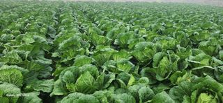 중청3595님의 11월 내 작물 자랑하기 · 참여글 작성글 사진