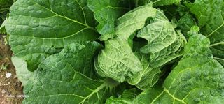 중청3595님의 11월 내 작물 자랑하기 · 참여글 작성글 사진