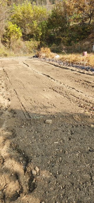 이인구님의 마늘 · 파종작업 작성글 사진