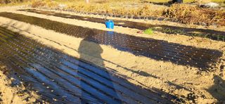 이인구님의 마늘 · 파종작업 작성글 사진