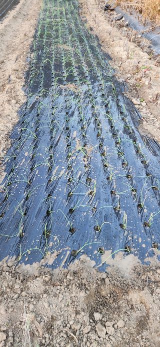 이인구님의 마늘 · 파종작업 작성글 사진