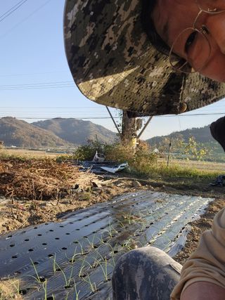 이인구님의 마늘 · 파종작업 작성글 사진