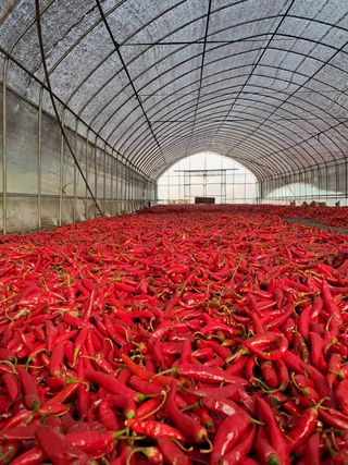 한명희님의 고추 · 시세•판로 작성글 사진