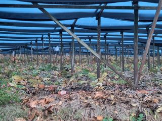 모두팜님의 11월 내 작물 자랑하기 · 참여글 작성글 사진