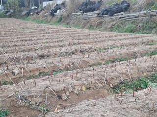 모두팜님의 11월 내 작물 자랑하기 · 참여글 작성글 사진