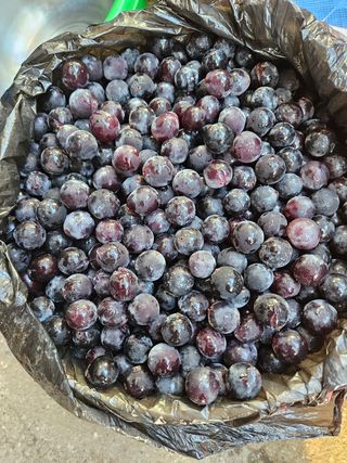 강희상님의 포도 · 영농일지 작성글 사진