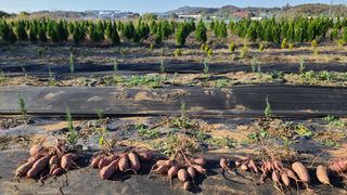 호박12769님의 11월 내 작물 자랑하기 · 참여글 작성글 사진