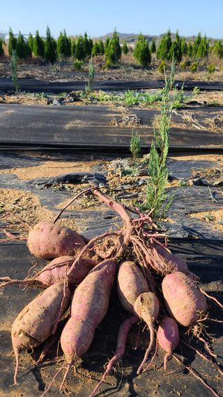호박12769님의 11월 내 작물 자랑하기 · 참여글 작성글 사진