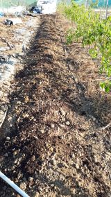 팜모닝 양파·영농일지 게시글 이미지