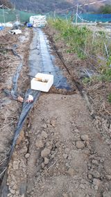 팜모닝 양파·영농일지 게시글 이미지