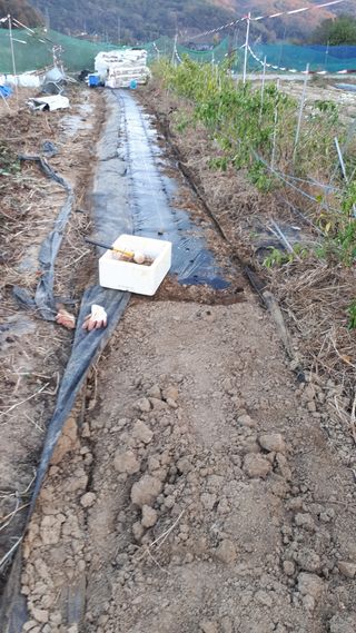 오정식님의 양파 · 영농일지 작성글 사진