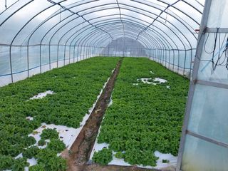 학사농원님의 11월 내 작물 자랑하기 · 참여글 작성글 사진