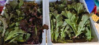 대봉농원 이경화님의 고추 · 영농일지 작성글 사진