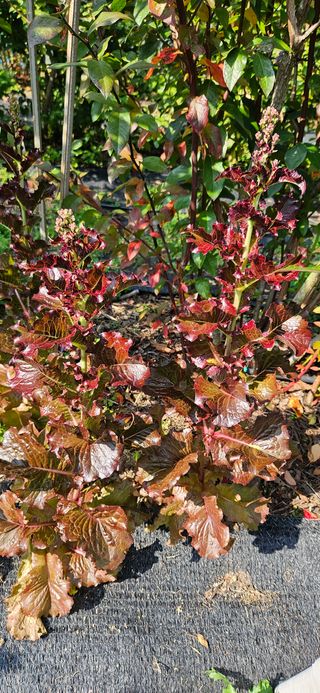 대봉농원 이경화님의 고추 · 영농일지 작성글 사진