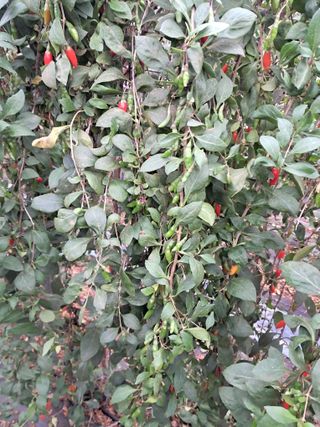 이천순님의 농기계정보 · 자유게시판 작성글 사진