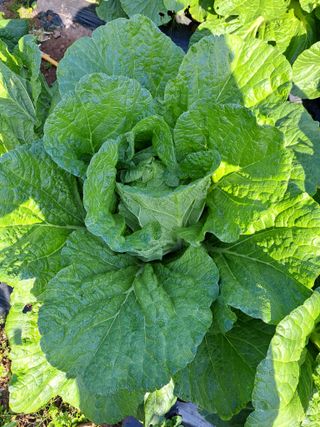 정자형님의 11월 내 작물 자랑하기 · 참여글 작성글 사진