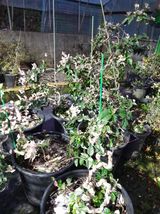 팜모닝 11월 내 작물 자랑하기·참여글 게시글 이미지