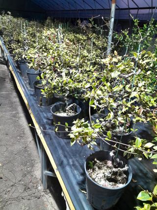 정상훈님의 11월 내 작물 자랑하기 · 참여글 작성글 사진