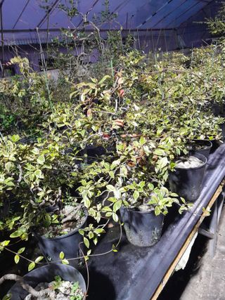 정상훈님의 11월 내 작물 자랑하기 · 참여글 작성글 사진