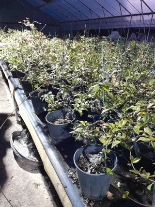 정상훈님의 11월 내 작물 자랑하기 · 참여글 작성글 사진