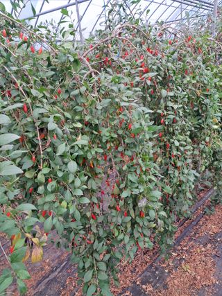 이천순님의 11월 내 작물 자랑하기 · 참여글 작성글 사진