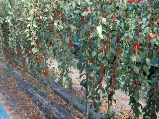 이천순님의 11월 내 작물 자랑하기 · 참여글 작성글 사진